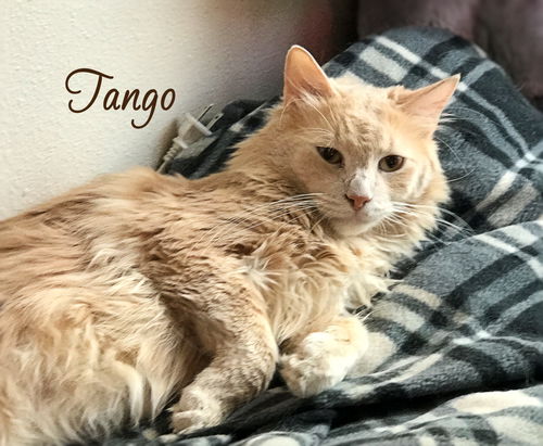 Tango