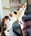 Penny