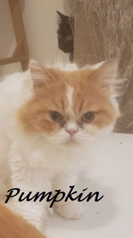 Pumpkin