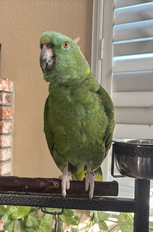 Pancho
