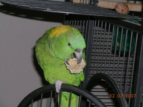 Cocoa