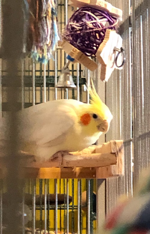 Liam - bonded to Poppy