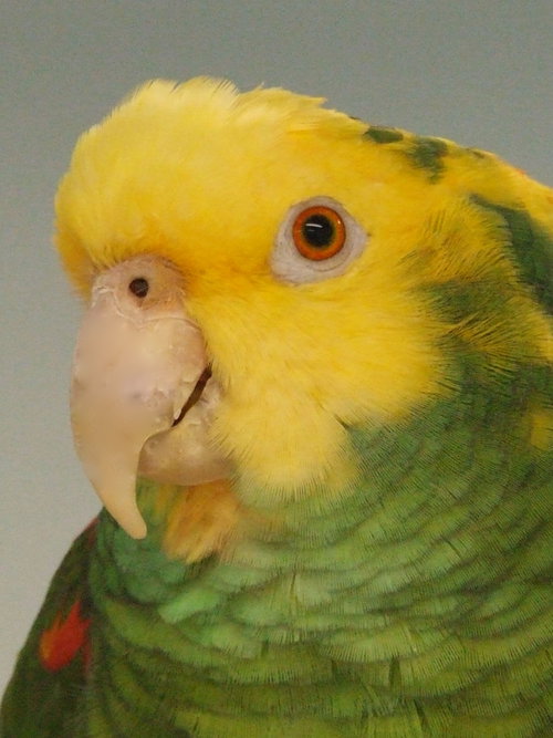 Peppie
