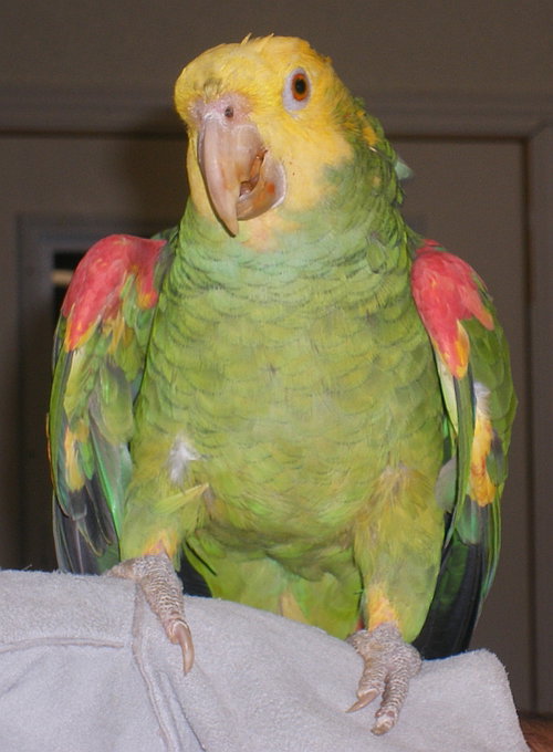 Peppie, Amazon