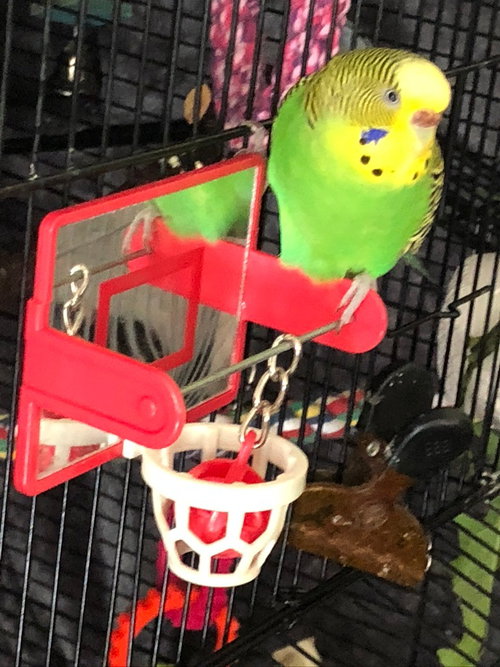 Piper