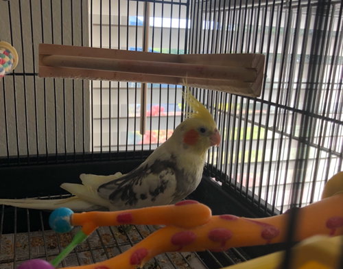 Poppy - bonded to Liam