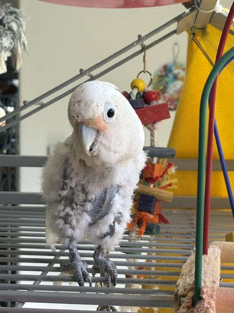 Romi