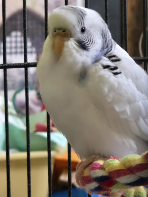 Sparkle (F), Parakeet - Other
