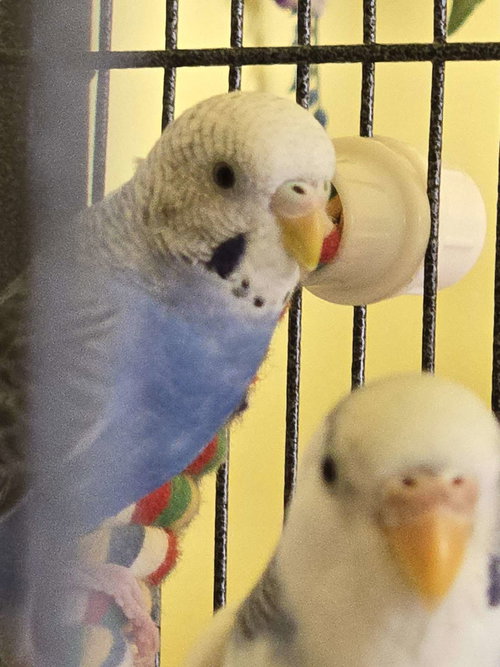 Tila (F), Parakeet - Other