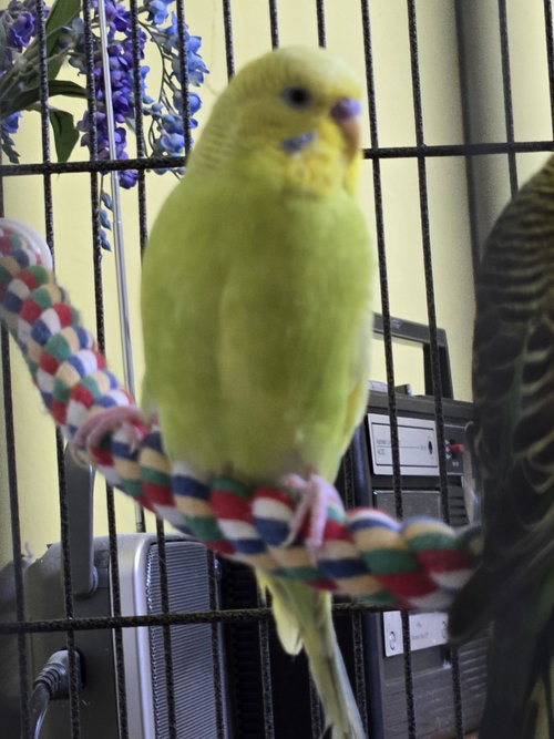 Wicky, Parakeet - Other