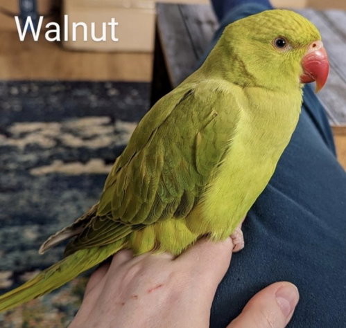Walnut