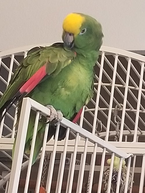 Garuda