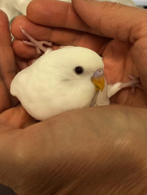 Fluffernutter