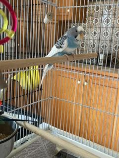 Mahli, Parakeet - Other