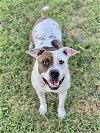 adoptable Dog in denton, TX named Marmalade