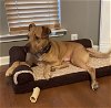 adoptable Dog in denton, TX named Kingsley