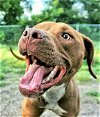 adoptable Dog in denton, TX named Koko