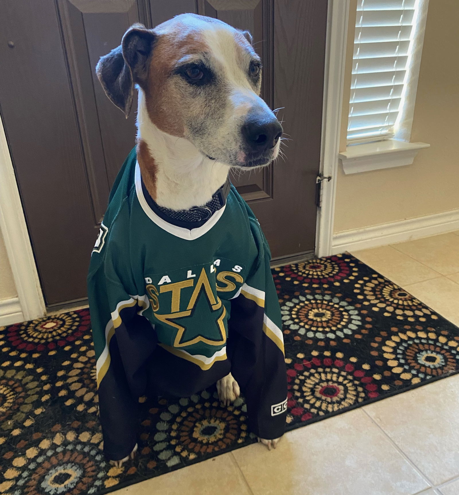 adoptable Dog in Denton, TX named Charlie