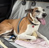 Charlie - Photo 2