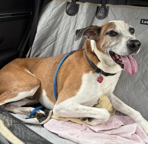 CHARLIE - Hound / Boxer available for adoption
