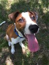 adoptable Dog in denton, TX named Charlie