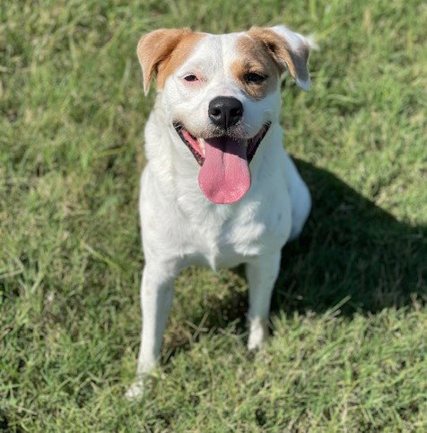 BESO - American Bulldog / American Staffordshire Terrier available for adoption