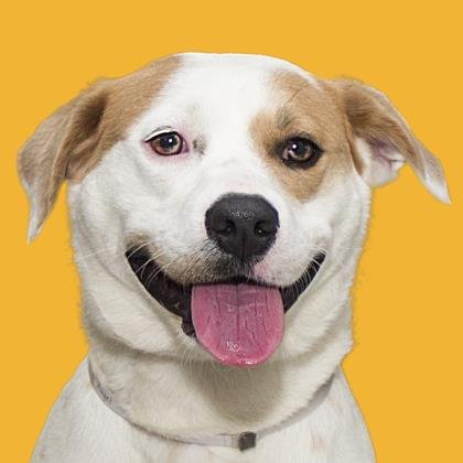 adoptable Dog in Denton, TX named Beso-