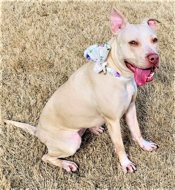 adoptable Dog in Denton, TX named Delaney