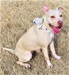 adoptable Dog in  named Delaney