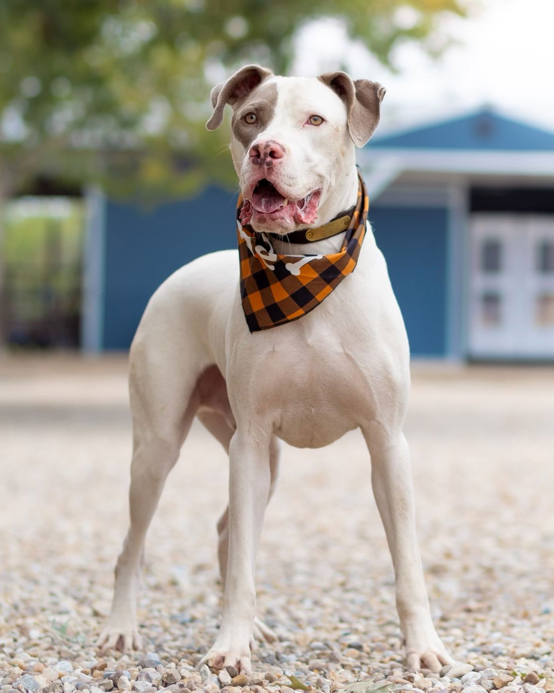 adoptable Dog in Denton, TX named Dwayne