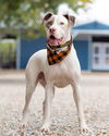 adoptable Dog in  named Dwayne
