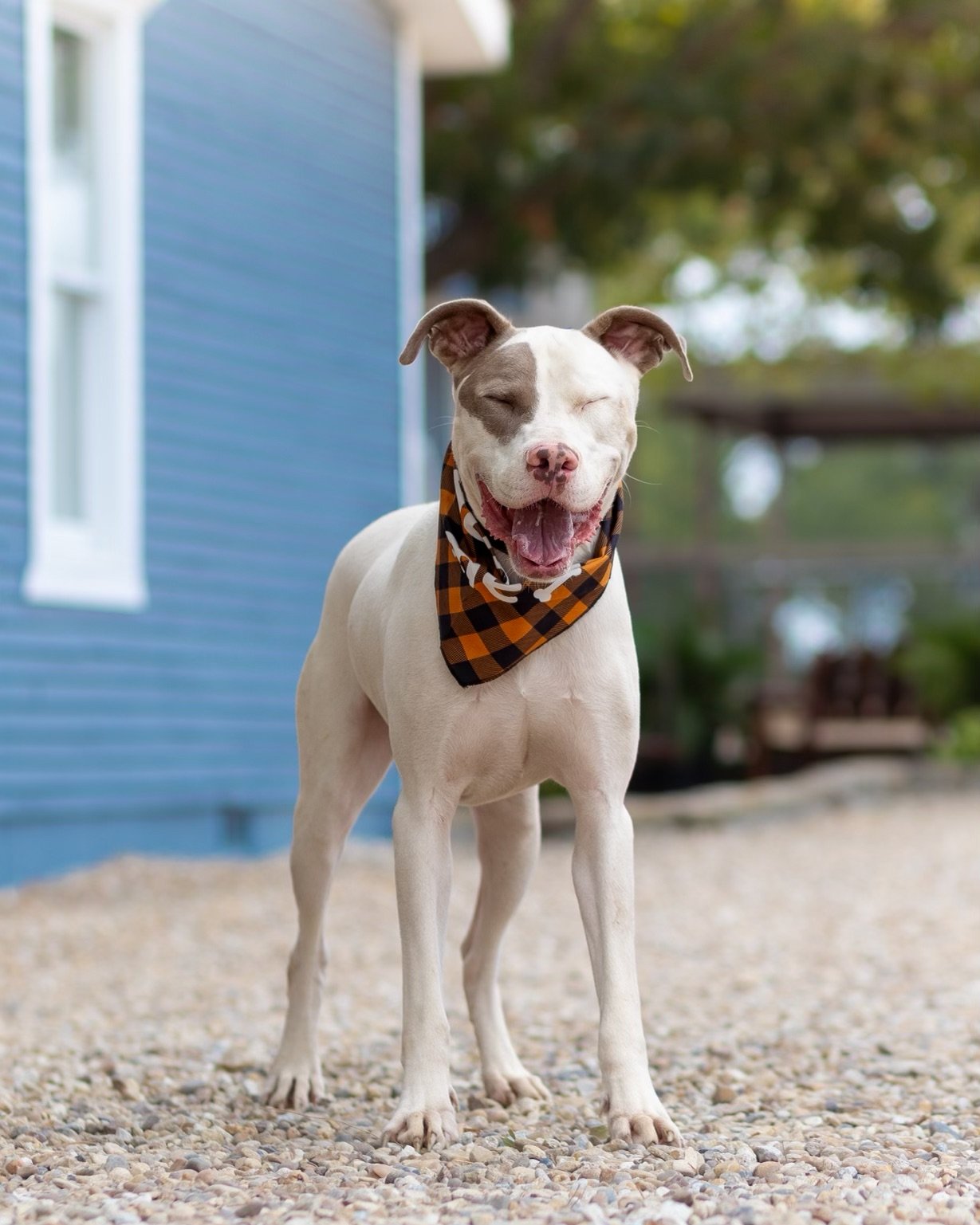 adoptable Dog in Denton, TX named Dwayne