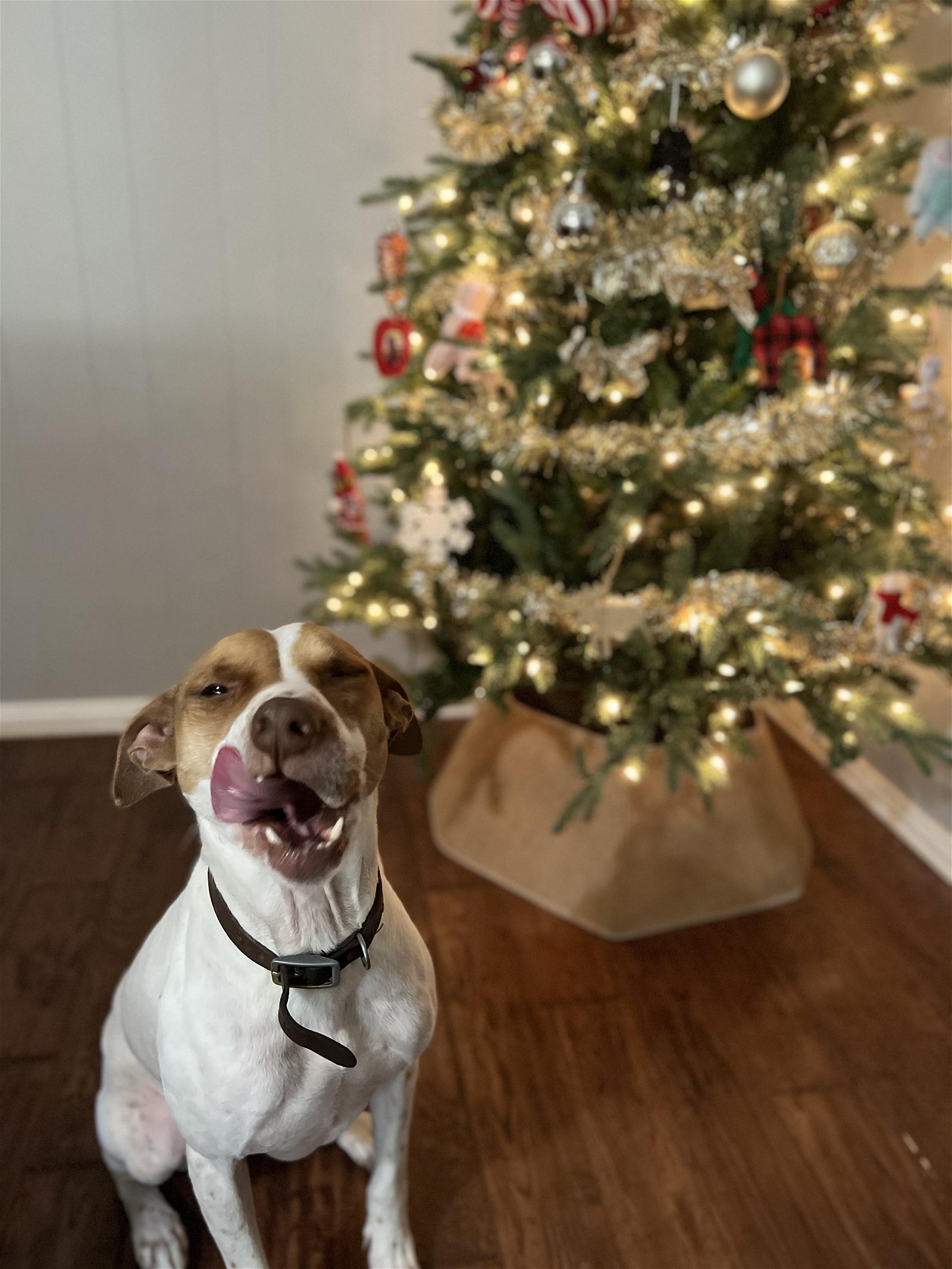 adoptable Dog in Denton, TX named Copper