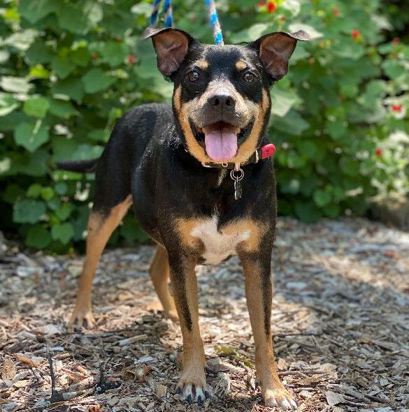 adoptable Dog in Denton, TX named Roscoe