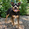 adoptable Dog in  named Roscoe