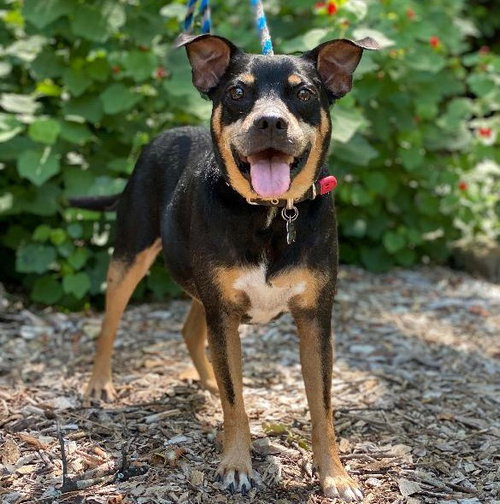 ROSCOE - Miniature Pinscher available for adoption