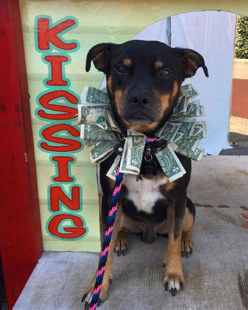 ROSCOE - Miniature Pinscher available for adoption