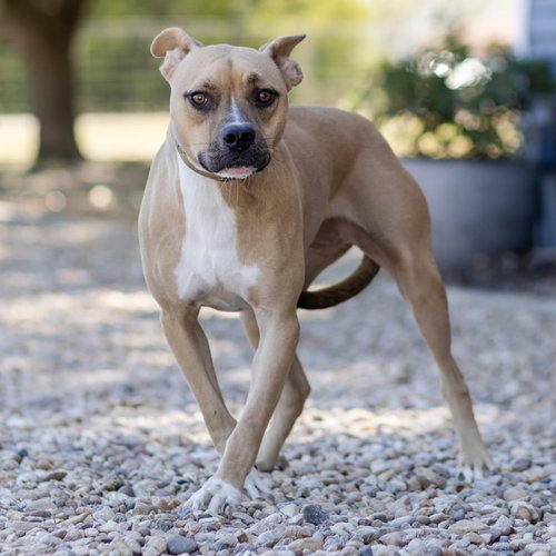 DARLING - Whippet / Black Mouth Cur available for adoption