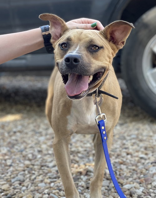 DARLING - Whippet / Black Mouth Cur available for adoption