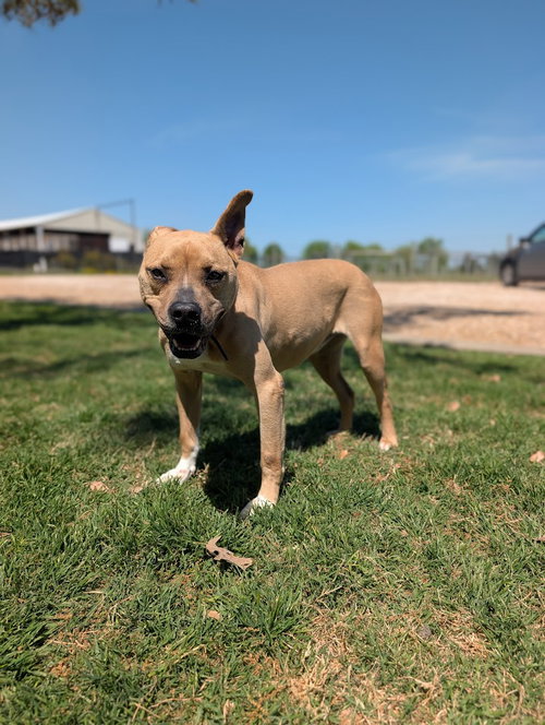 DARLING - Whippet / Black Mouth Cur available for adoption