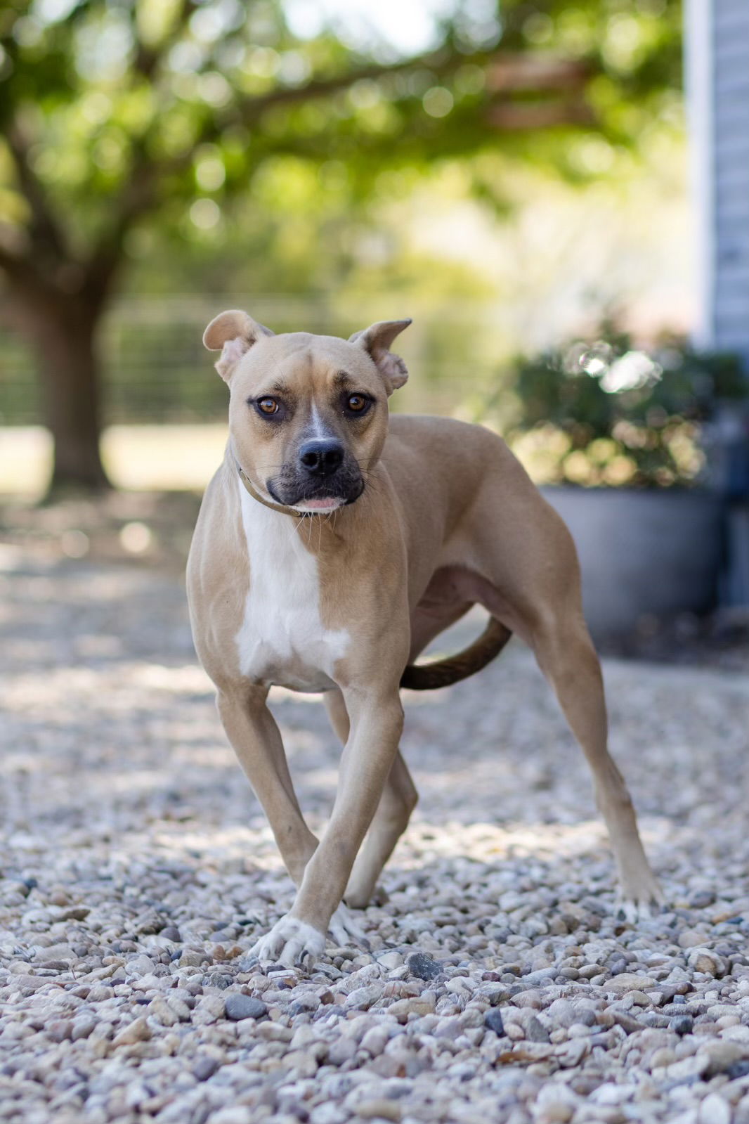 adoptable Dog in Denton, TX named Darling