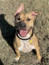 adoptable Dog in denton, TX named Zeke