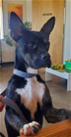 adoptable Dog in denton, TX named Radar