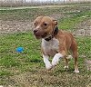 adoptable Dog in denton, TX named Waffles