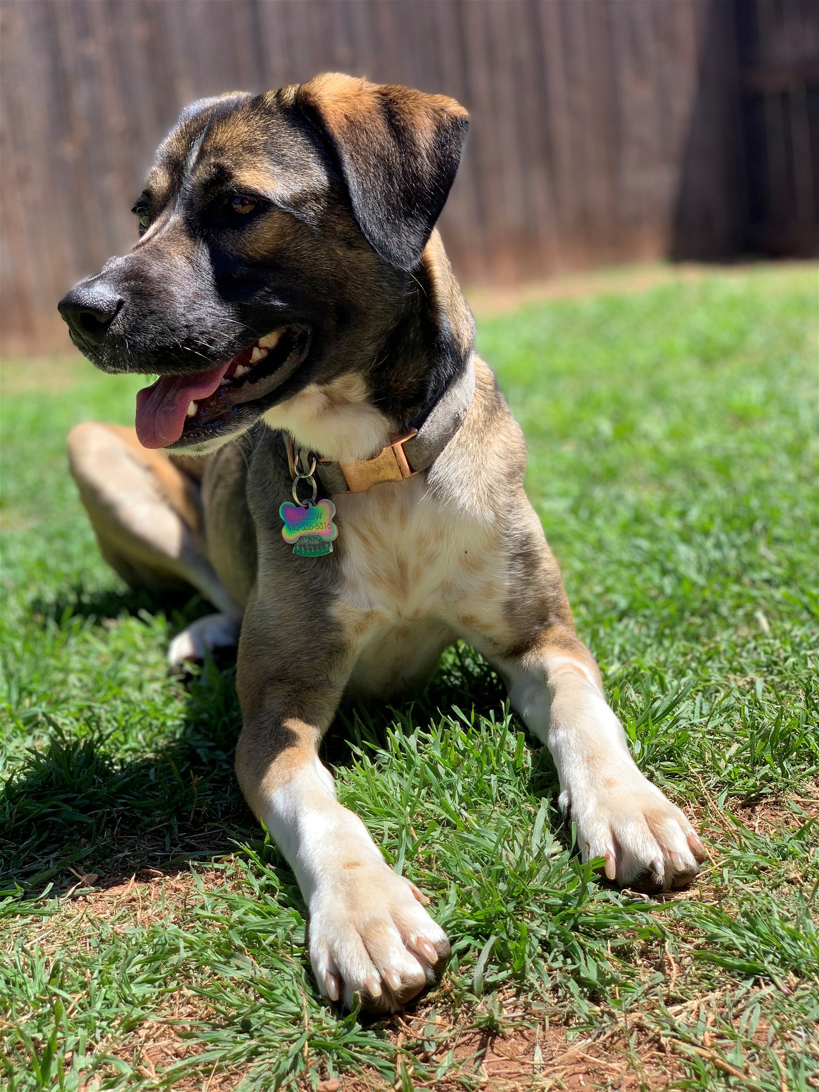 adoptable Dog in Denton, TX named Willow