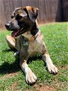 adoptable Dog in denton, TX named Willow
