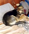 adoptable Dog in denton, TX named Chloe