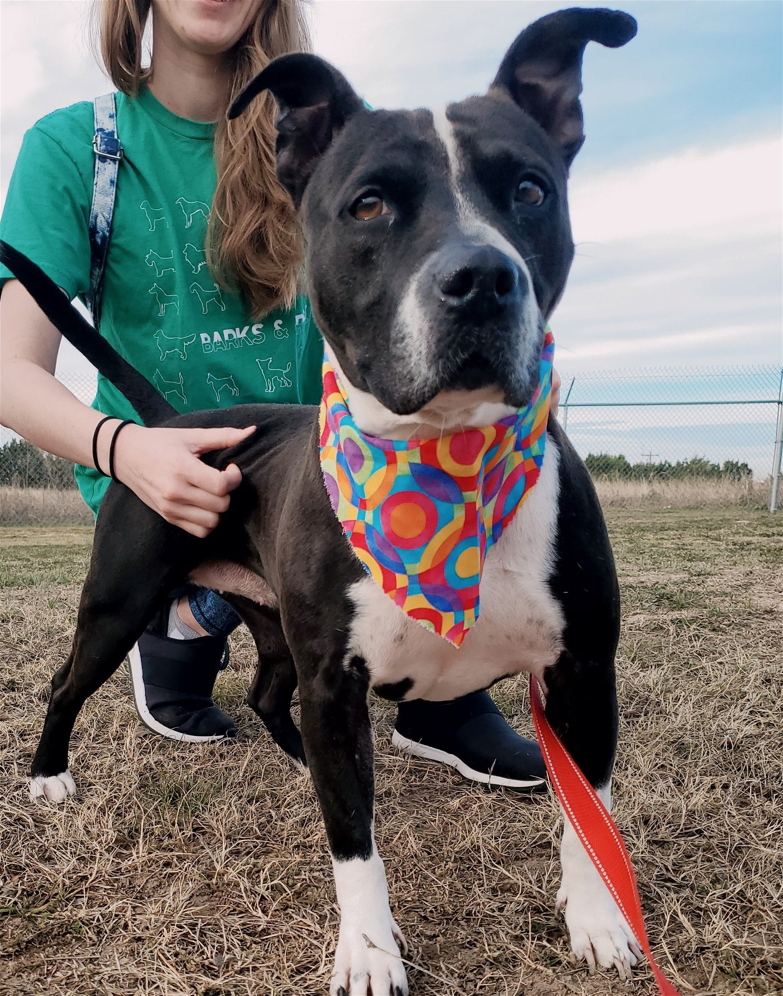adoptable Dog in Denton, TX named Macy