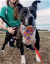 adoptable Dog in denton, TX named Macy