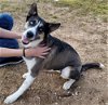 adoptable Dog in denton, TX named Daphne
